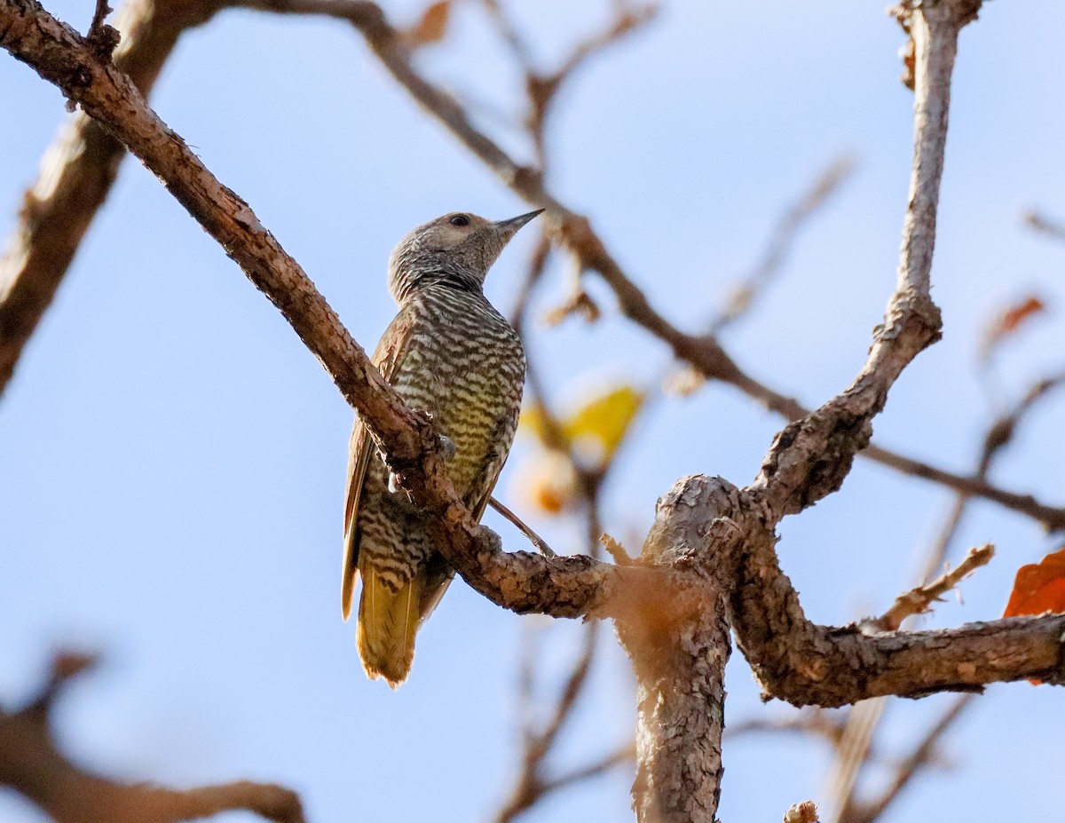 Gray-crowned Woodpecker - ML617527633