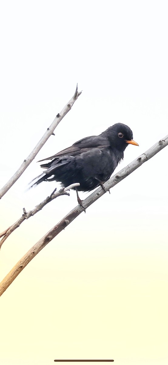 Eurasian Blackbird - ML617527648