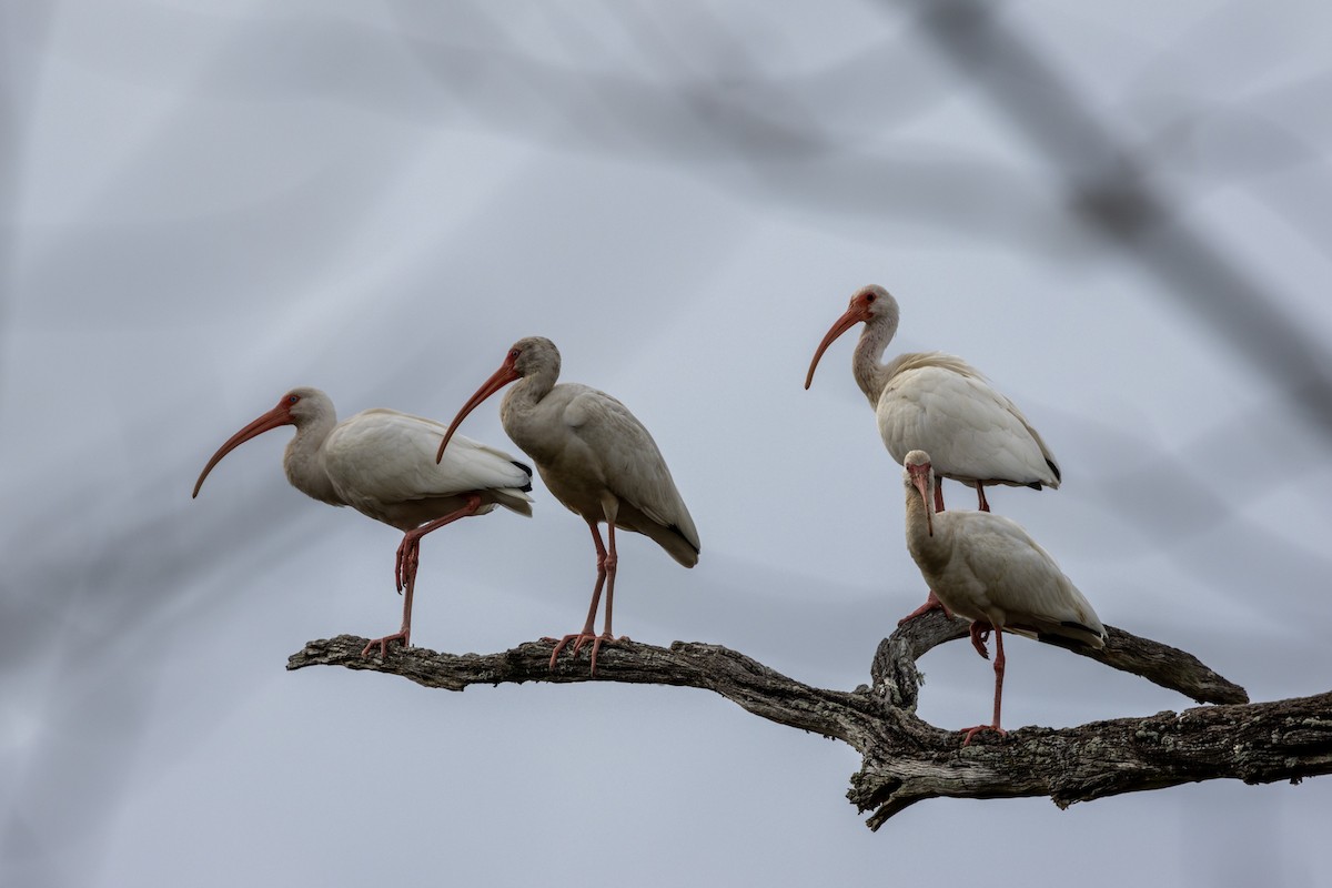 ibis bílý - ML617527700