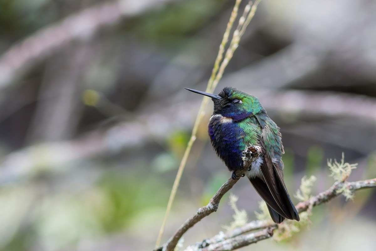 kolibřík čabrakový - ML617527711