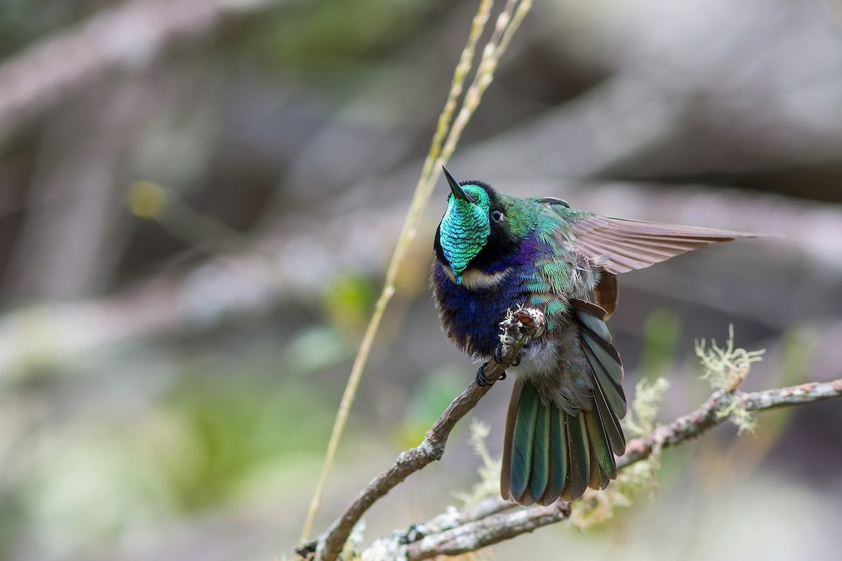kolibřík čabrakový - ML617527714