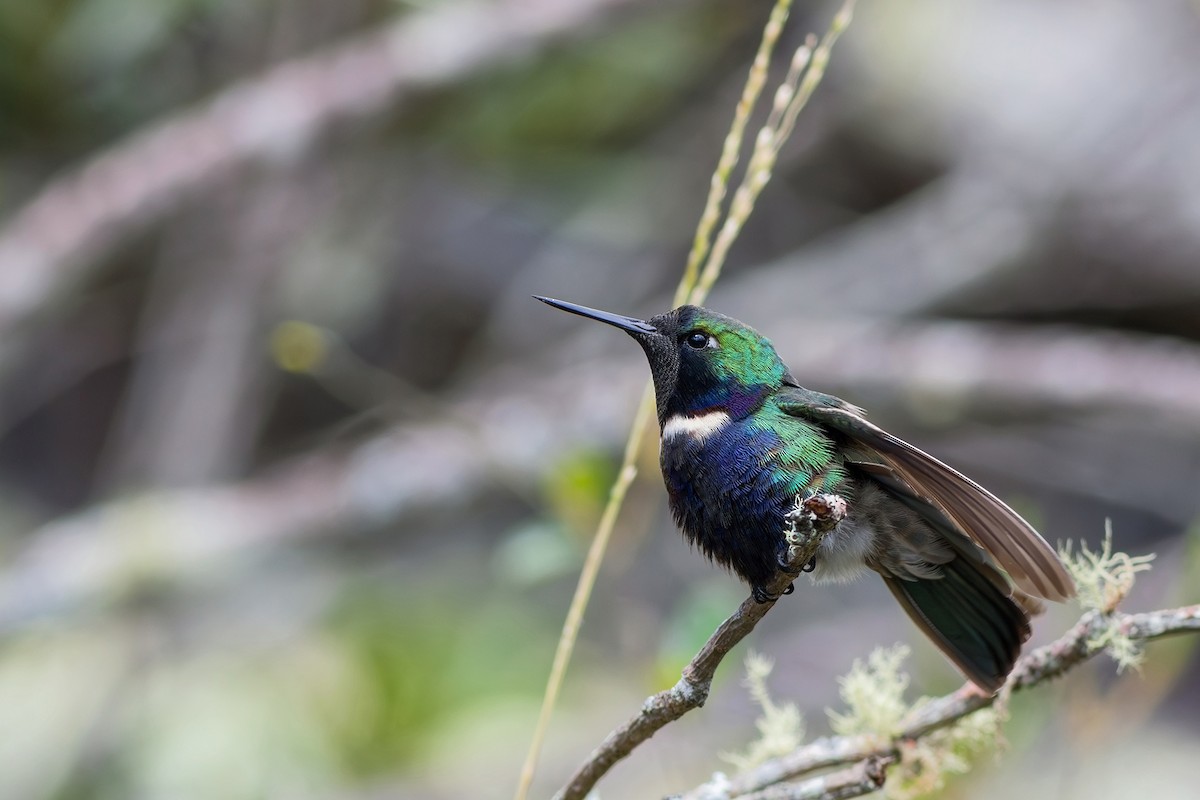 kolibřík čabrakový - ML617527716