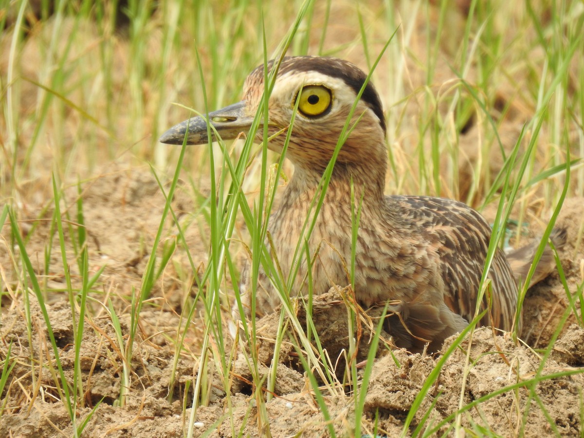 Double-striped Thick-knee - ML617527721
