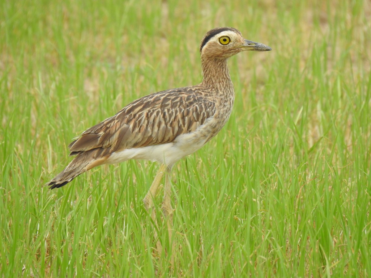 Double-striped Thick-knee - ML617527723
