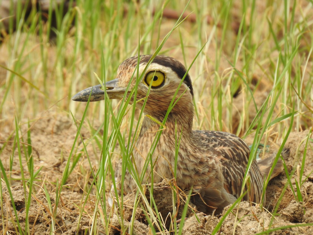 Double-striped Thick-knee - ML617527725