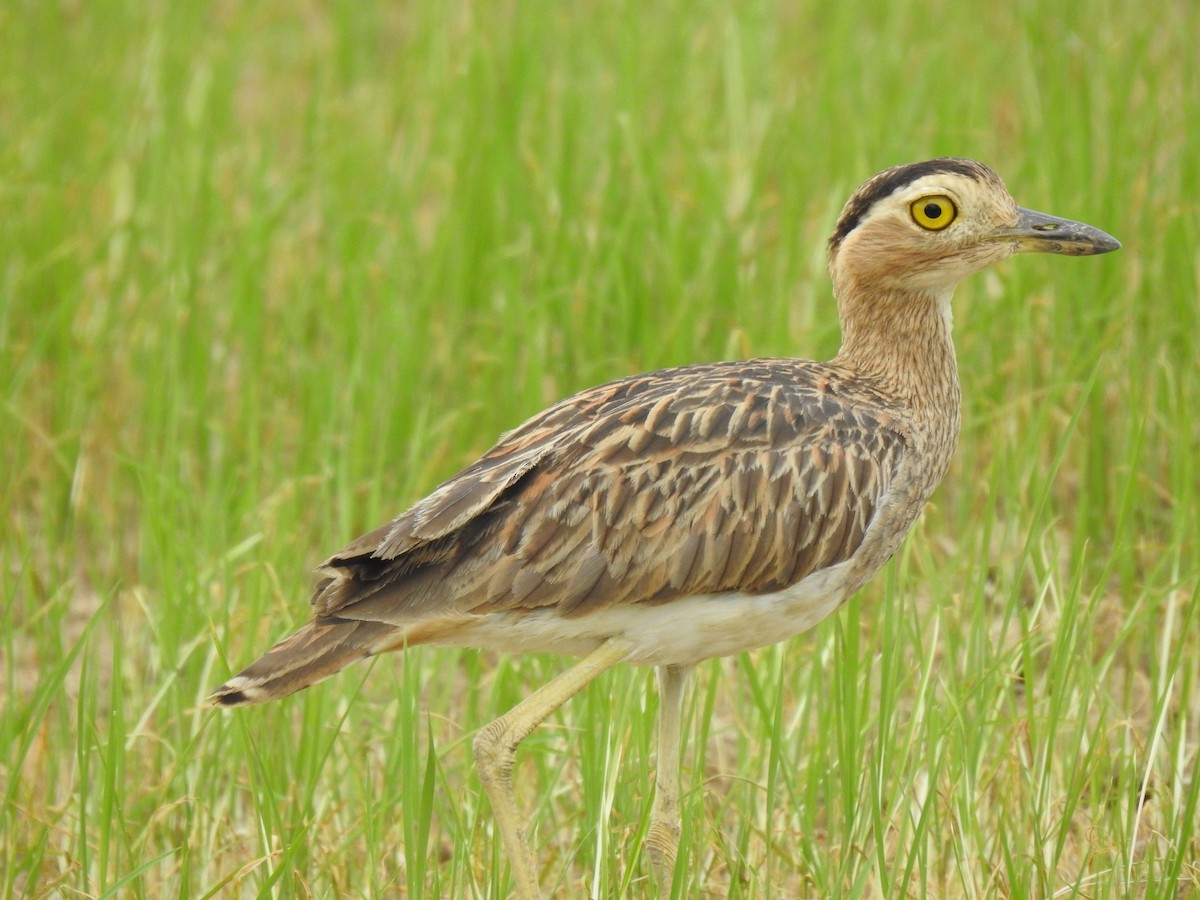 Double-striped Thick-knee - ML617527727