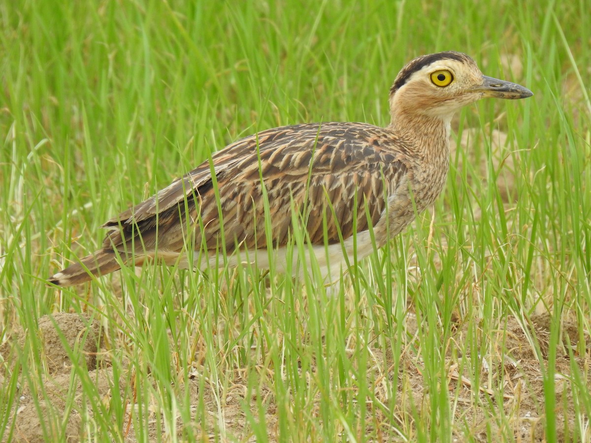 Double-striped Thick-knee - ML617527728