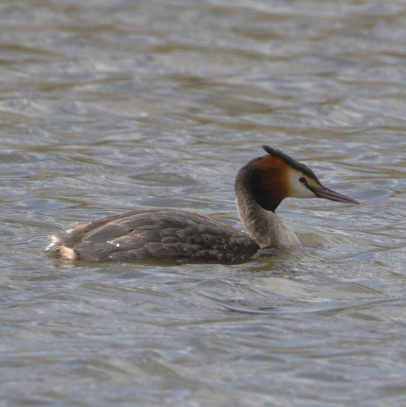 Great Crested Grebe - ML617527762