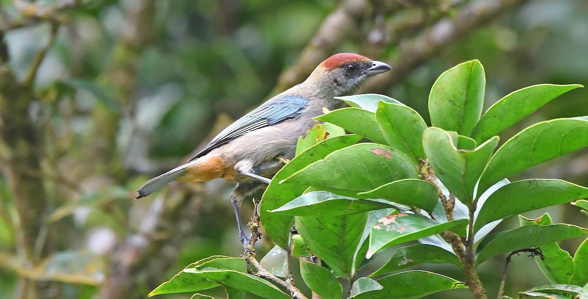 Lesser Antillean Tanager (Grenada) - Sharon Lynn