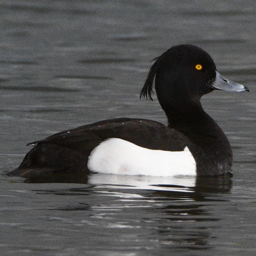 Tufted Duck - ML617527836