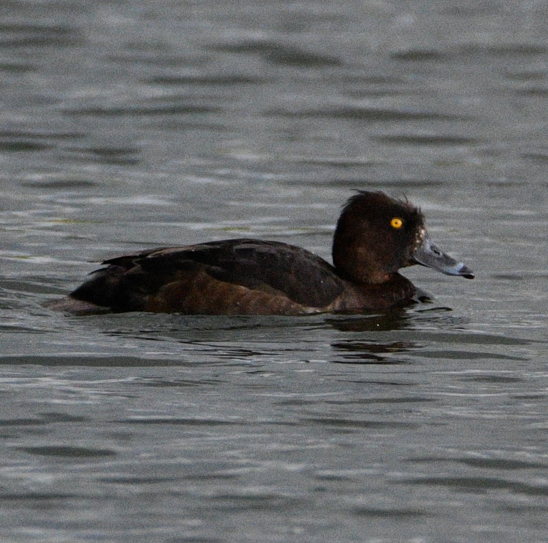 Tufted Duck - ML617527837