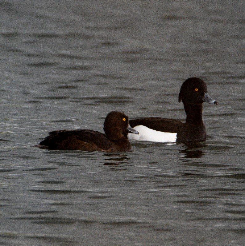 Tufted Duck - ML617527838