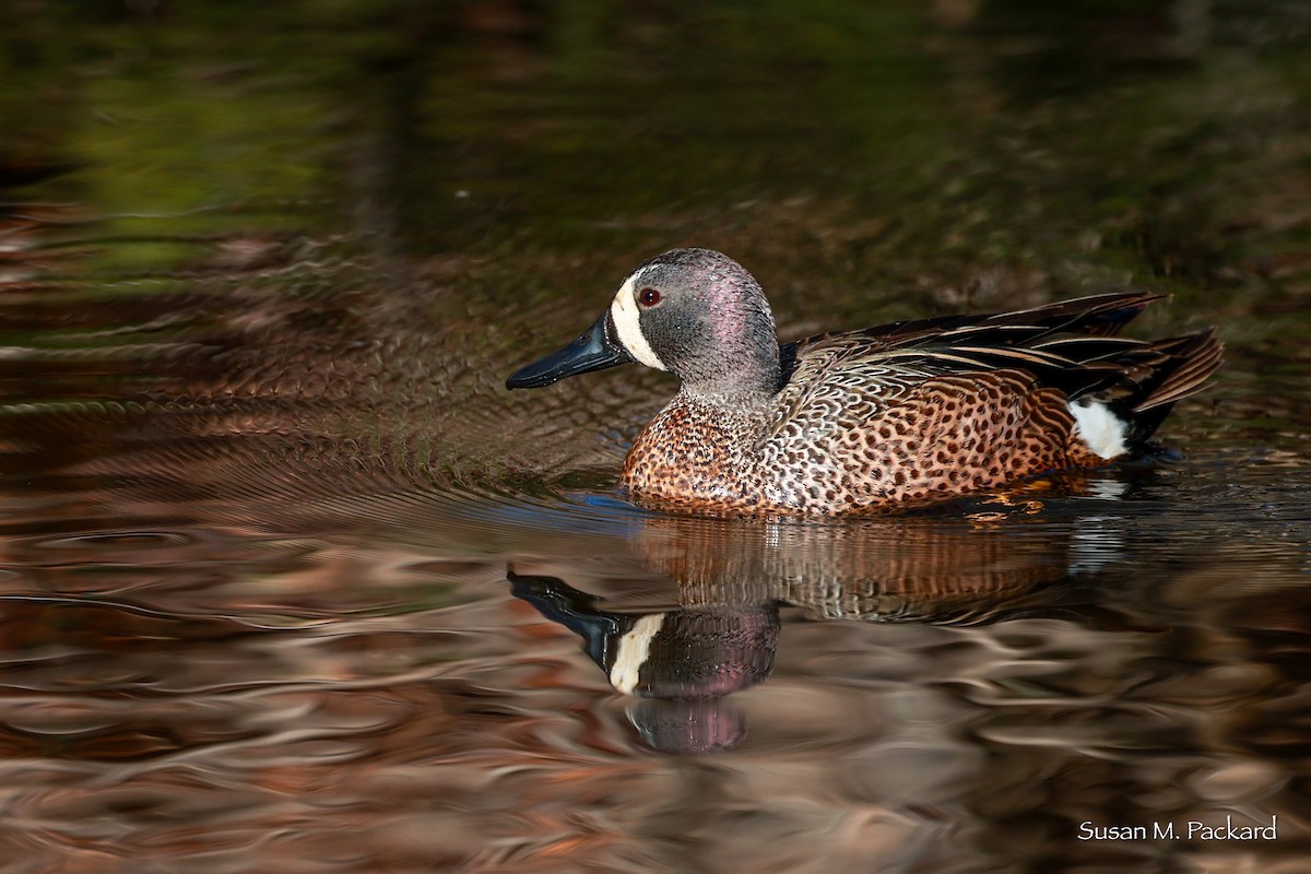 Blue-winged Teal - ML617527857