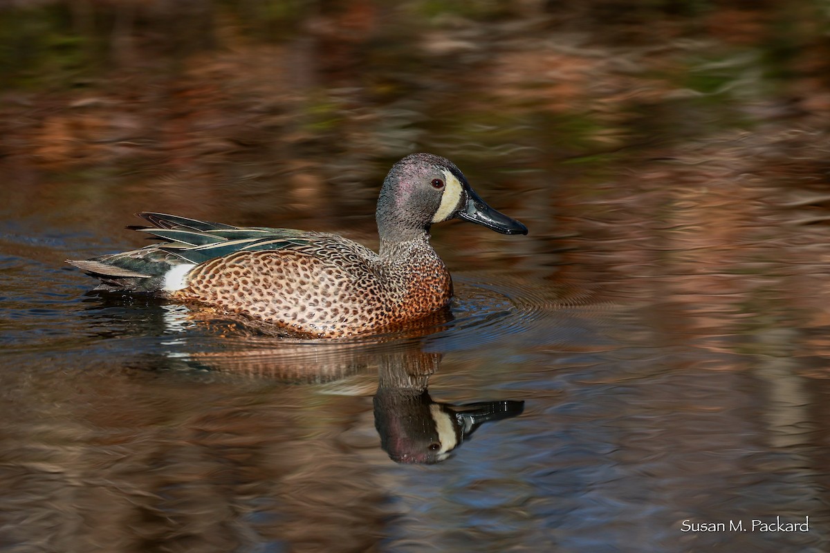 Blue-winged Teal - ML617527858