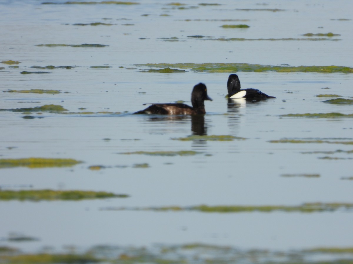 Tufted Duck - ML617527863