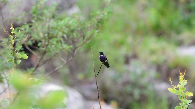 kolibřík čabrakový - ML617527899