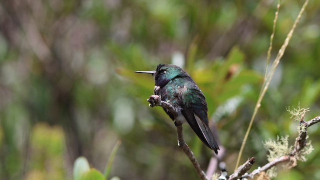 kolibřík čabrakový - ML617527908