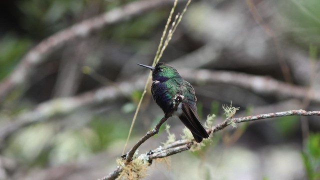 kolibřík čabrakový - ML617527910