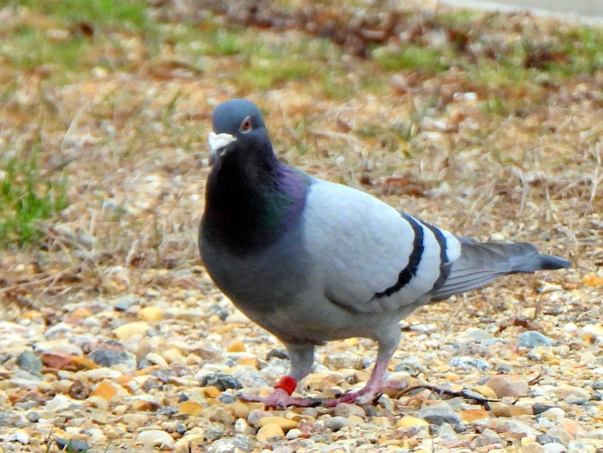 Rock Pigeon (Feral Pigeon) - Richard and Janice Drummond