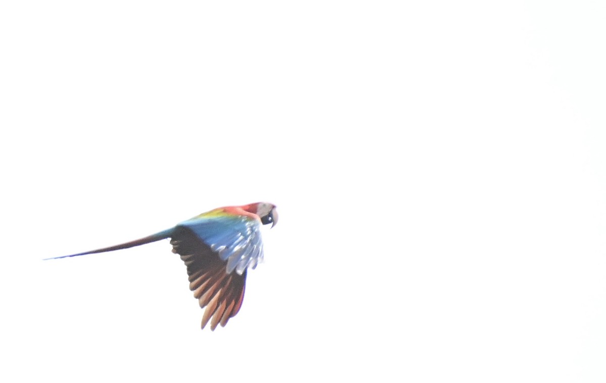 Scarlet Macaw - ML617528200