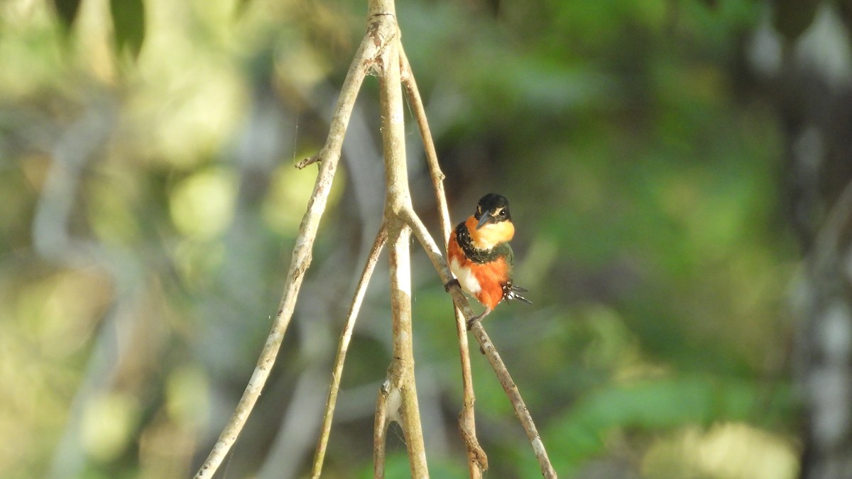 American Pygmy Kingfisher - Chuck Schussman