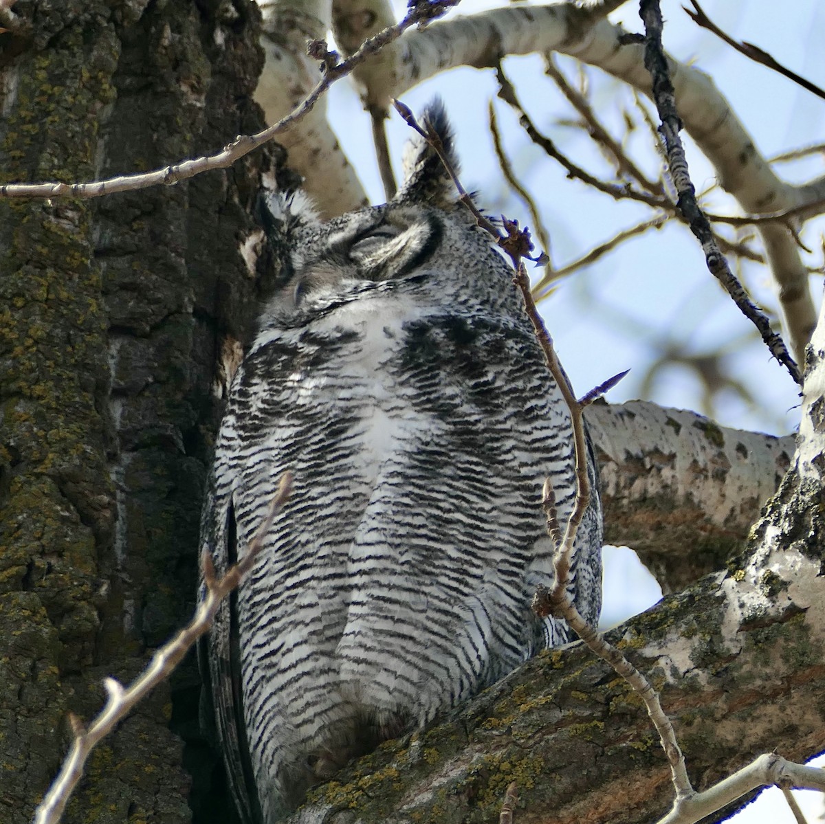 Great Horned Owl - Jim St Laurent