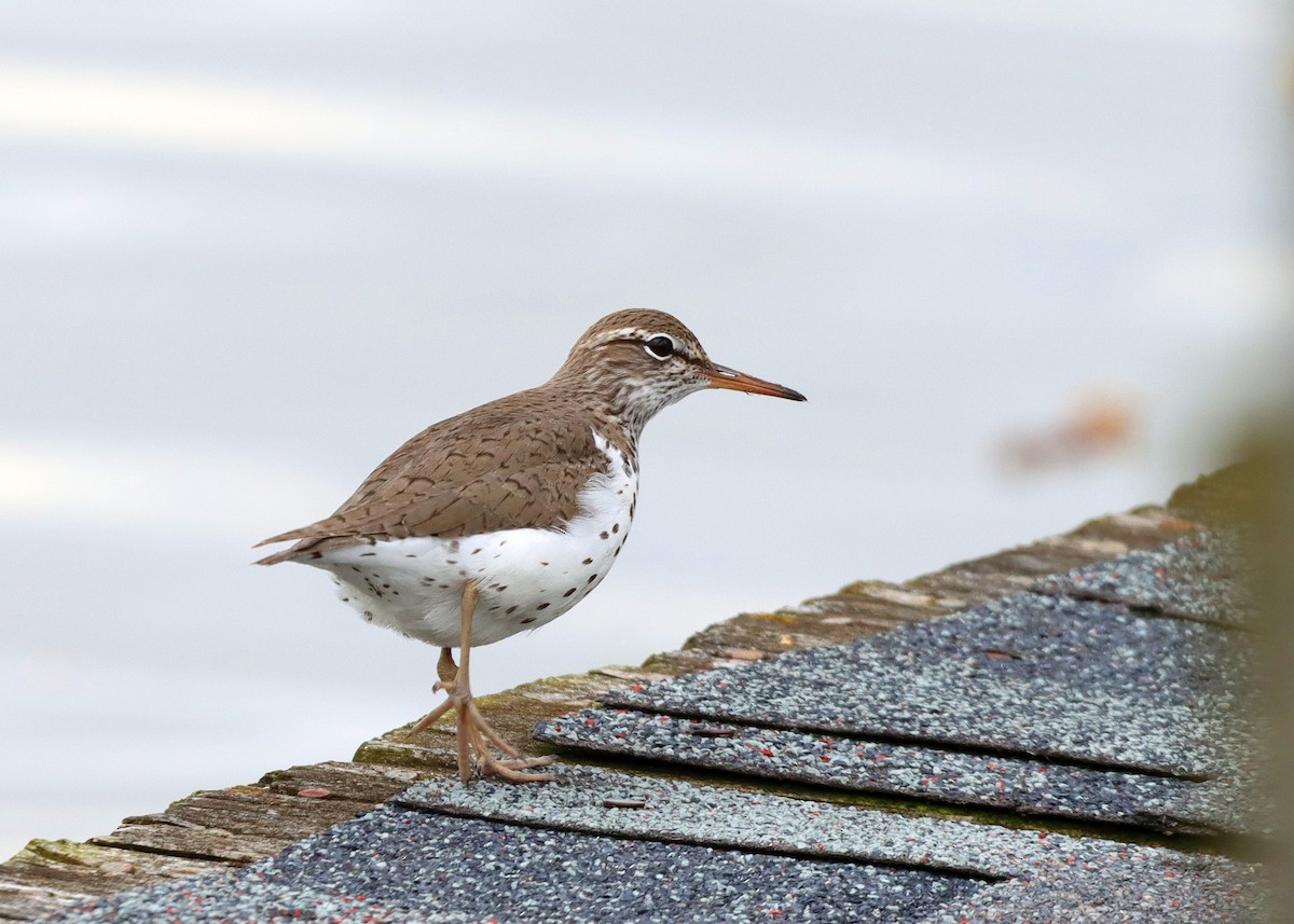 Spotted Sandpiper - Bruce Arnold