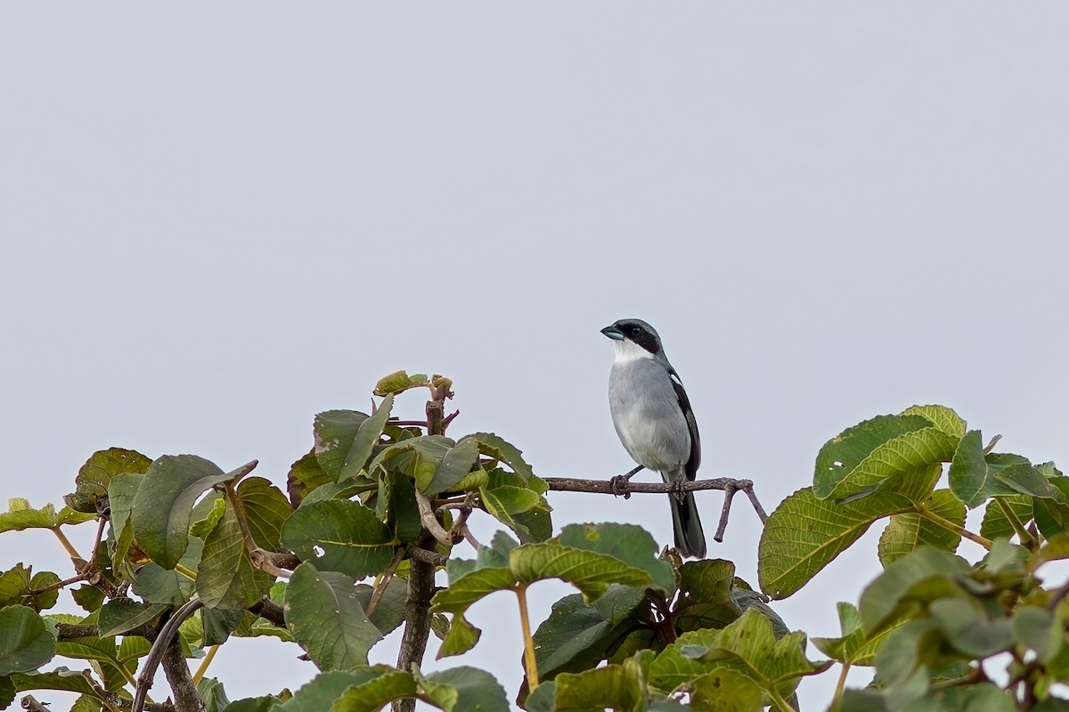 White-banded Tanager - ML617528250