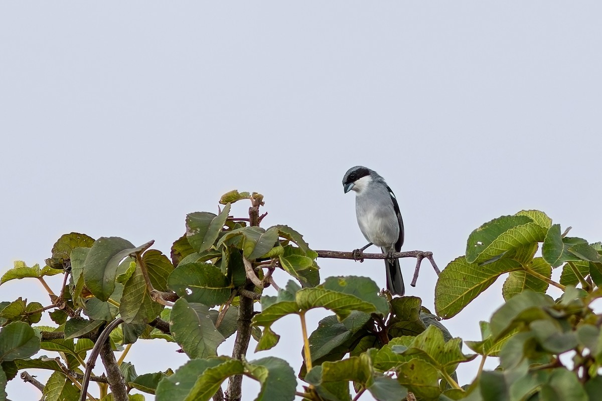 White-banded Tanager - ML617528251