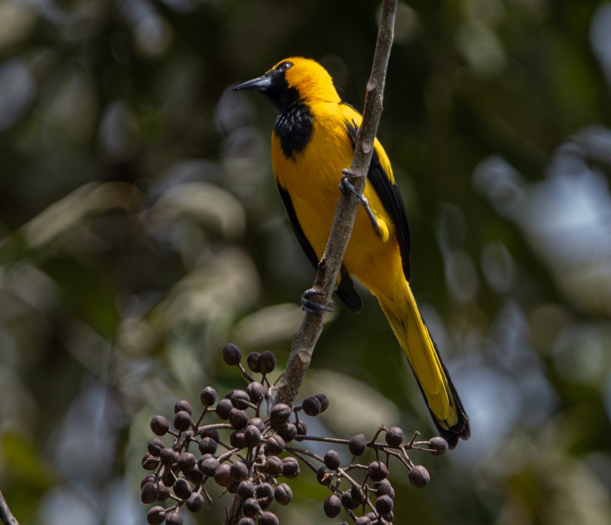 Yellow-tailed Oriole - ML617528397