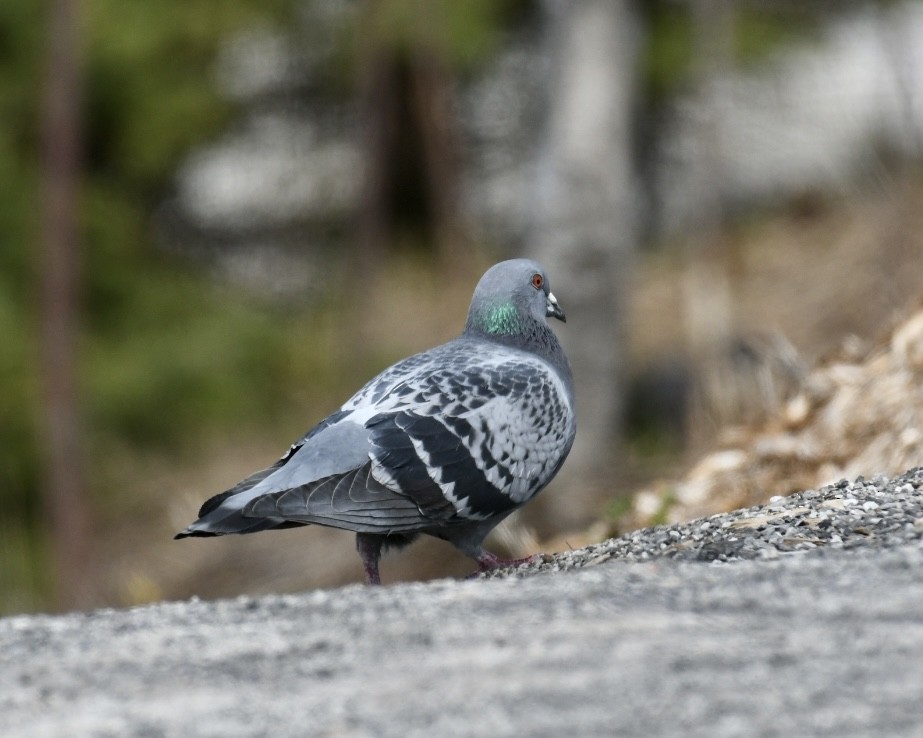Rock Pigeon (Feral Pigeon) - ML617528440