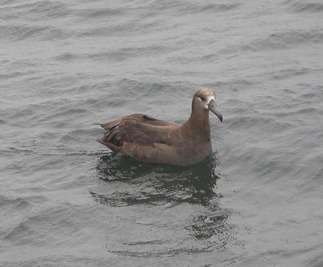 Albatros à pieds noirs - ML617528499