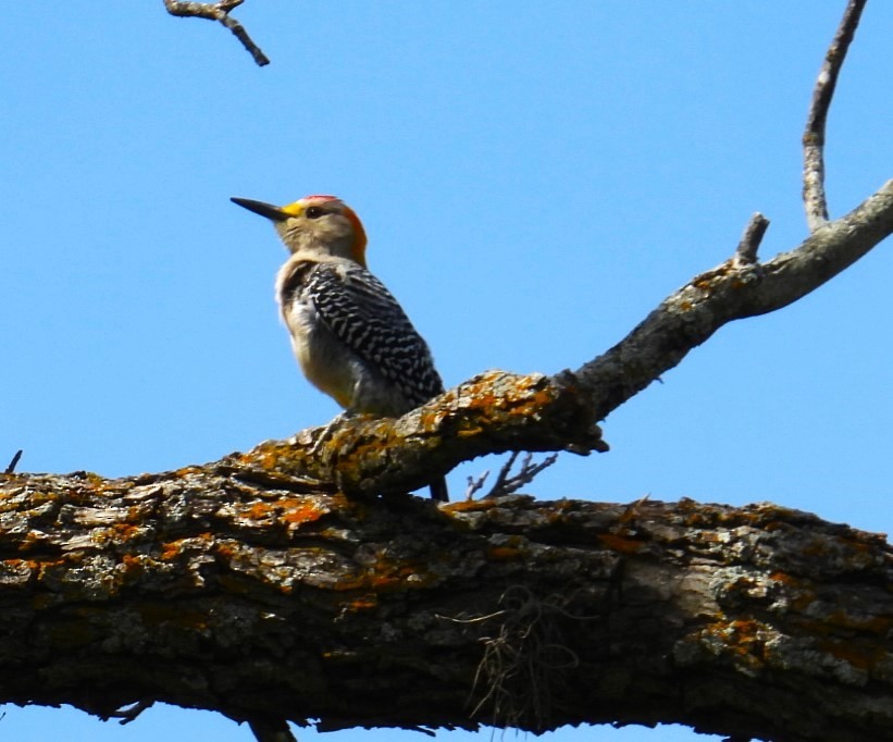 Golden-fronted Woodpecker - Ellen Tipping