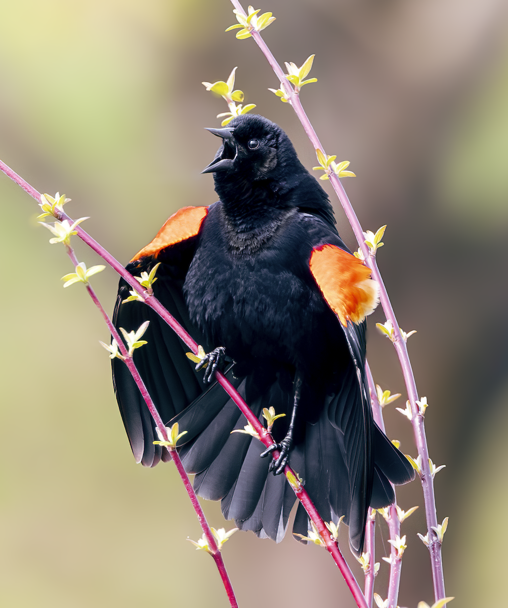 Red-winged Blackbird - John Good