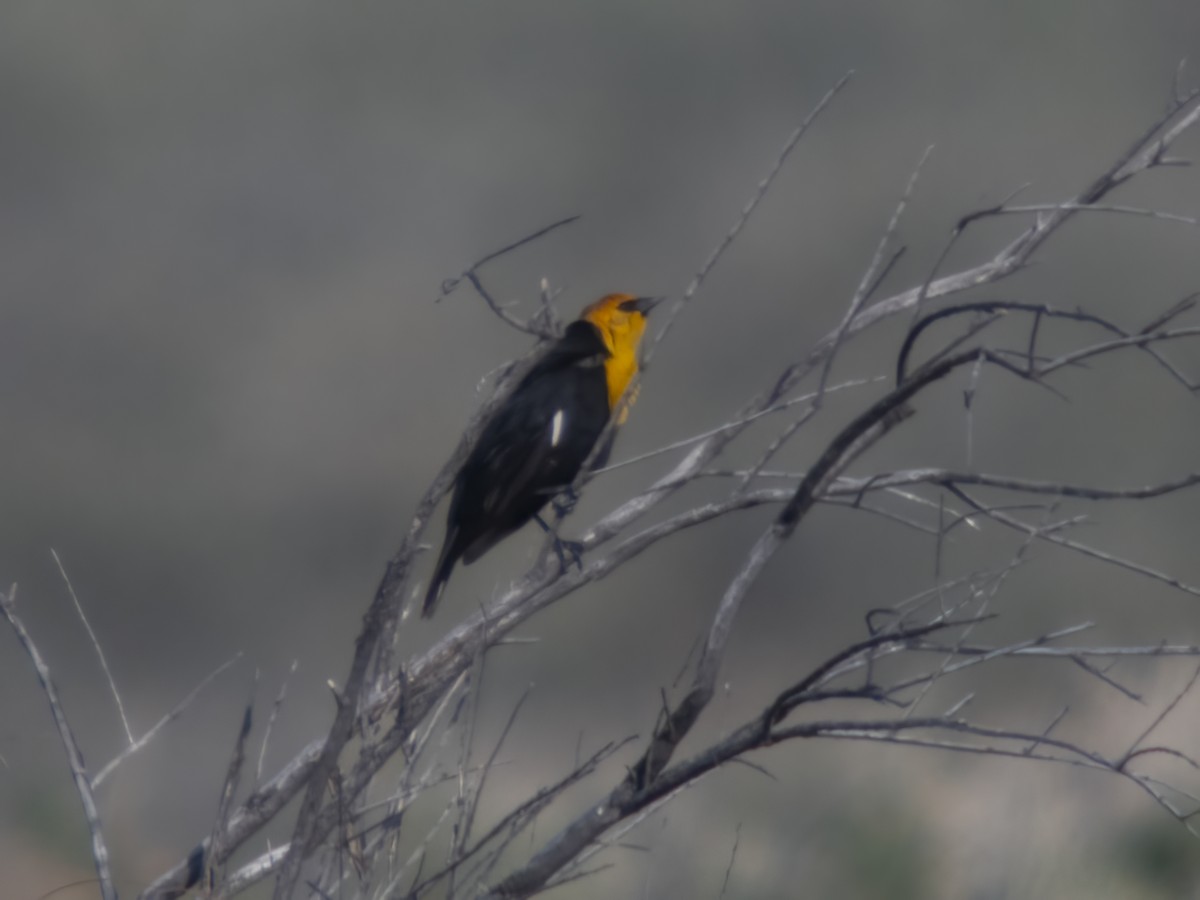 Yellow-headed Blackbird - ML617528561