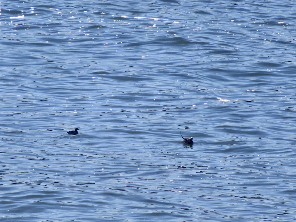Long-tailed Duck - ML617528593