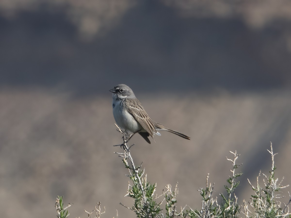Sagebrush Sparrow - ML617528614
