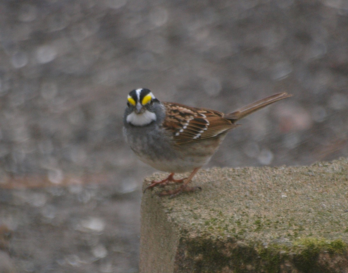 White-throated Sparrow - Gordon Haase