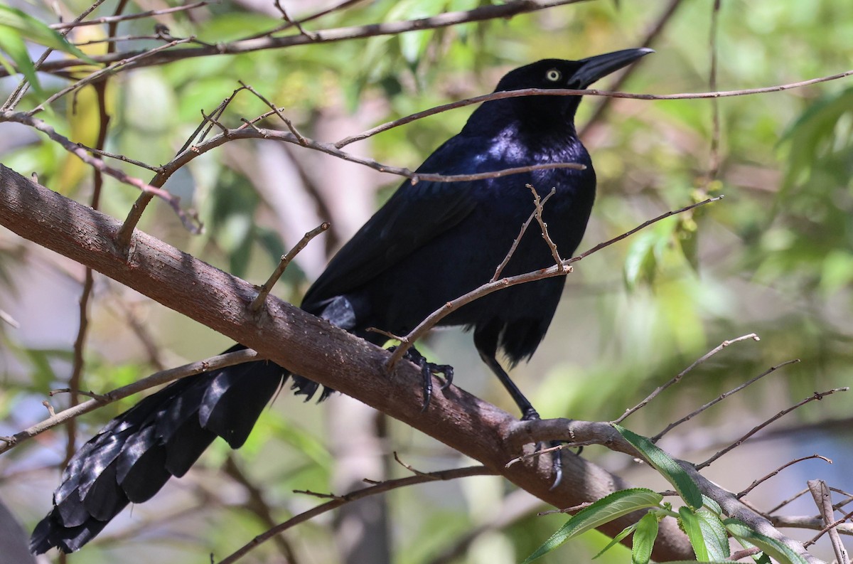 Great-tailed Grackle - ML617528717