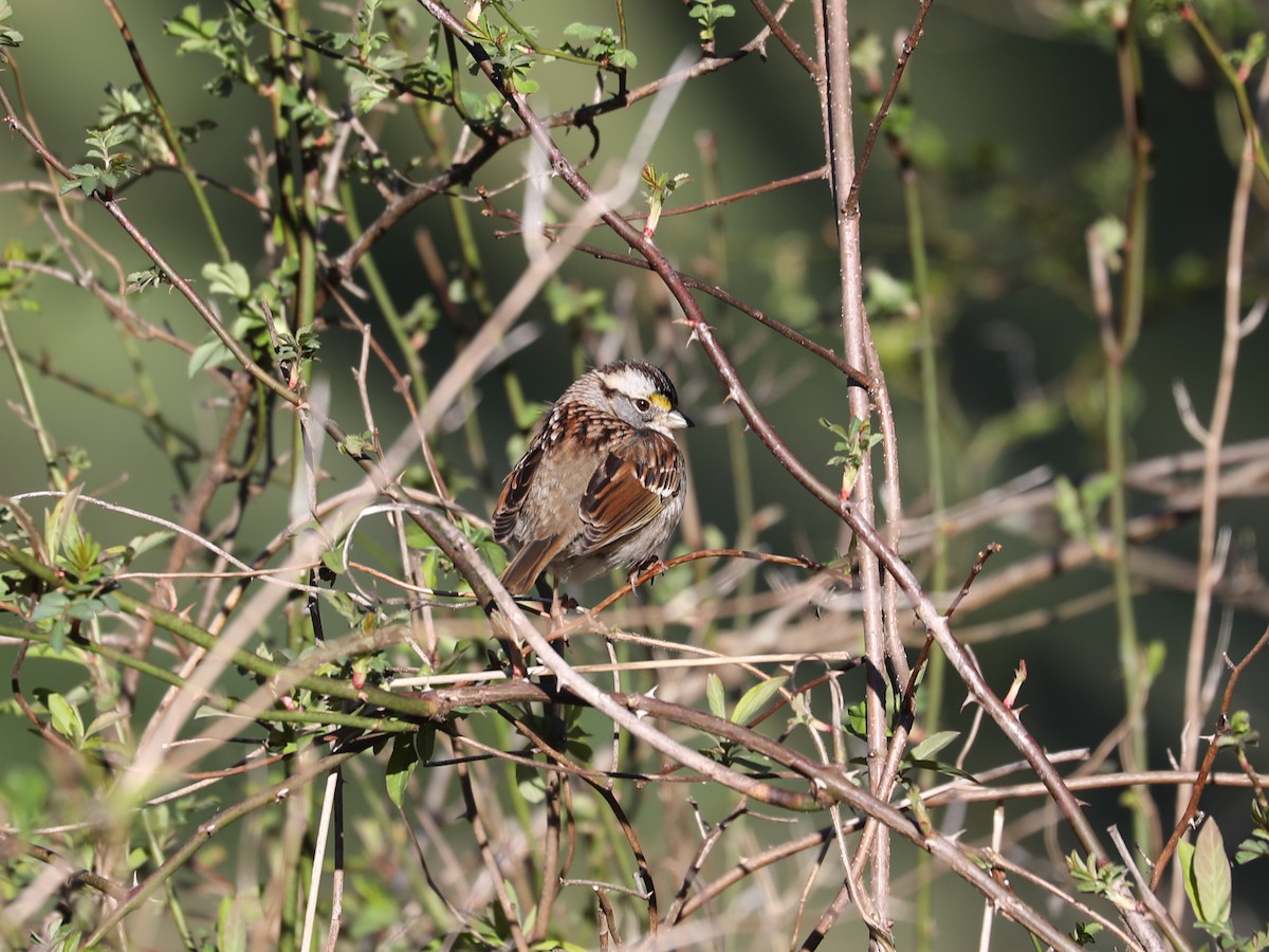 White-throated Sparrow - ML617528722