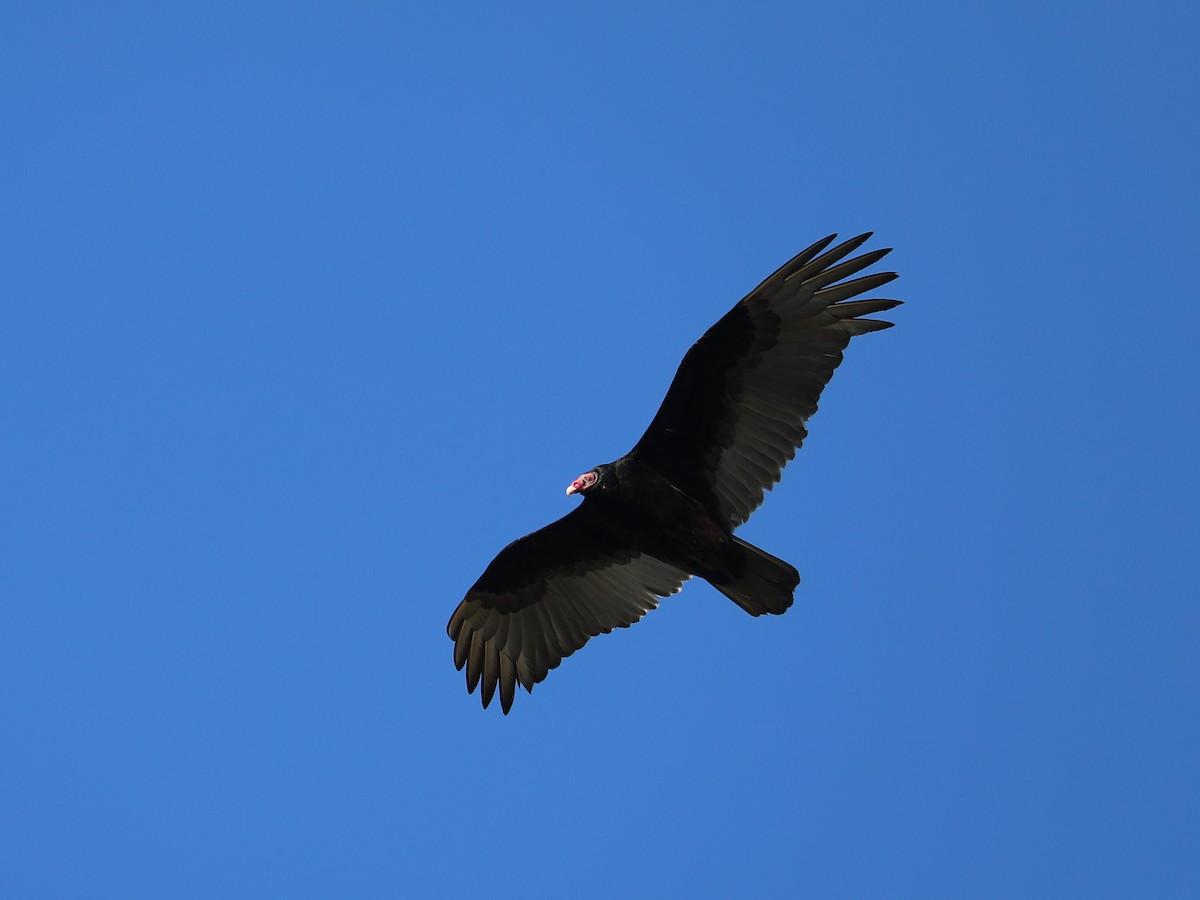 Turkey Vulture - ML617528739