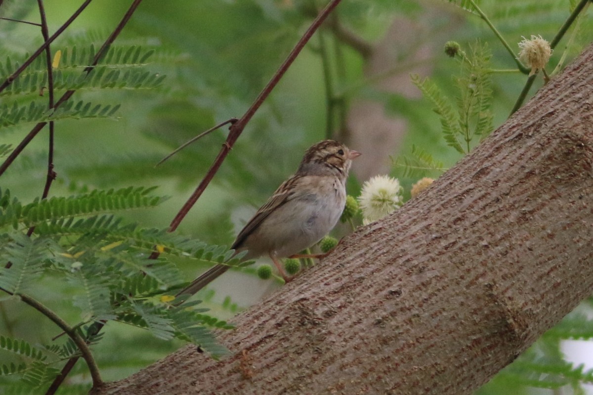 Clay-colored Sparrow - Wyatt Egelhoff