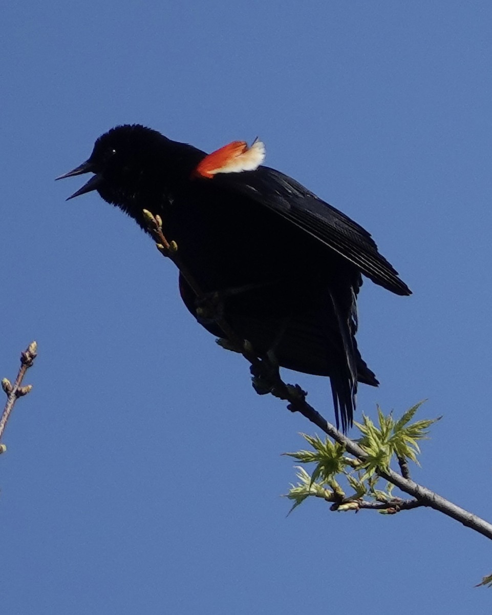 Red-winged Blackbird - judy shimm