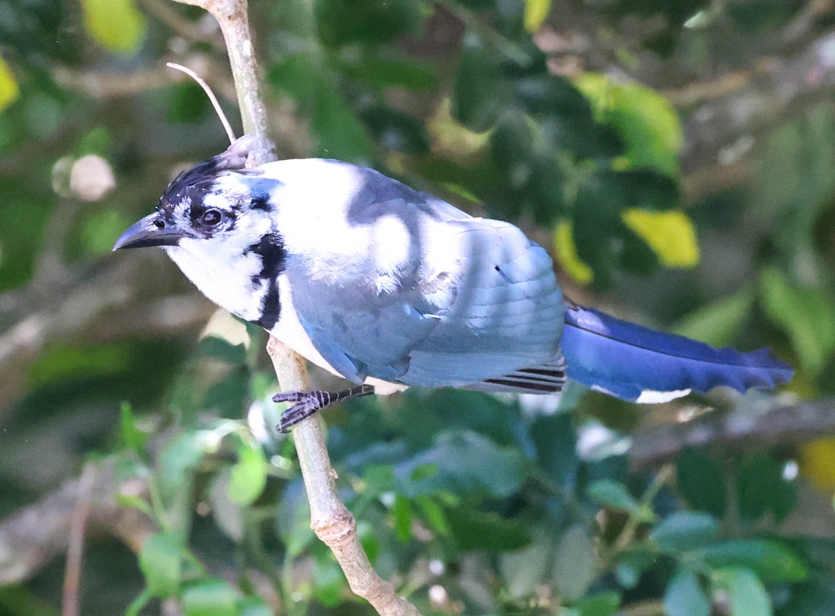 White-throated Magpie-Jay - ML617528840