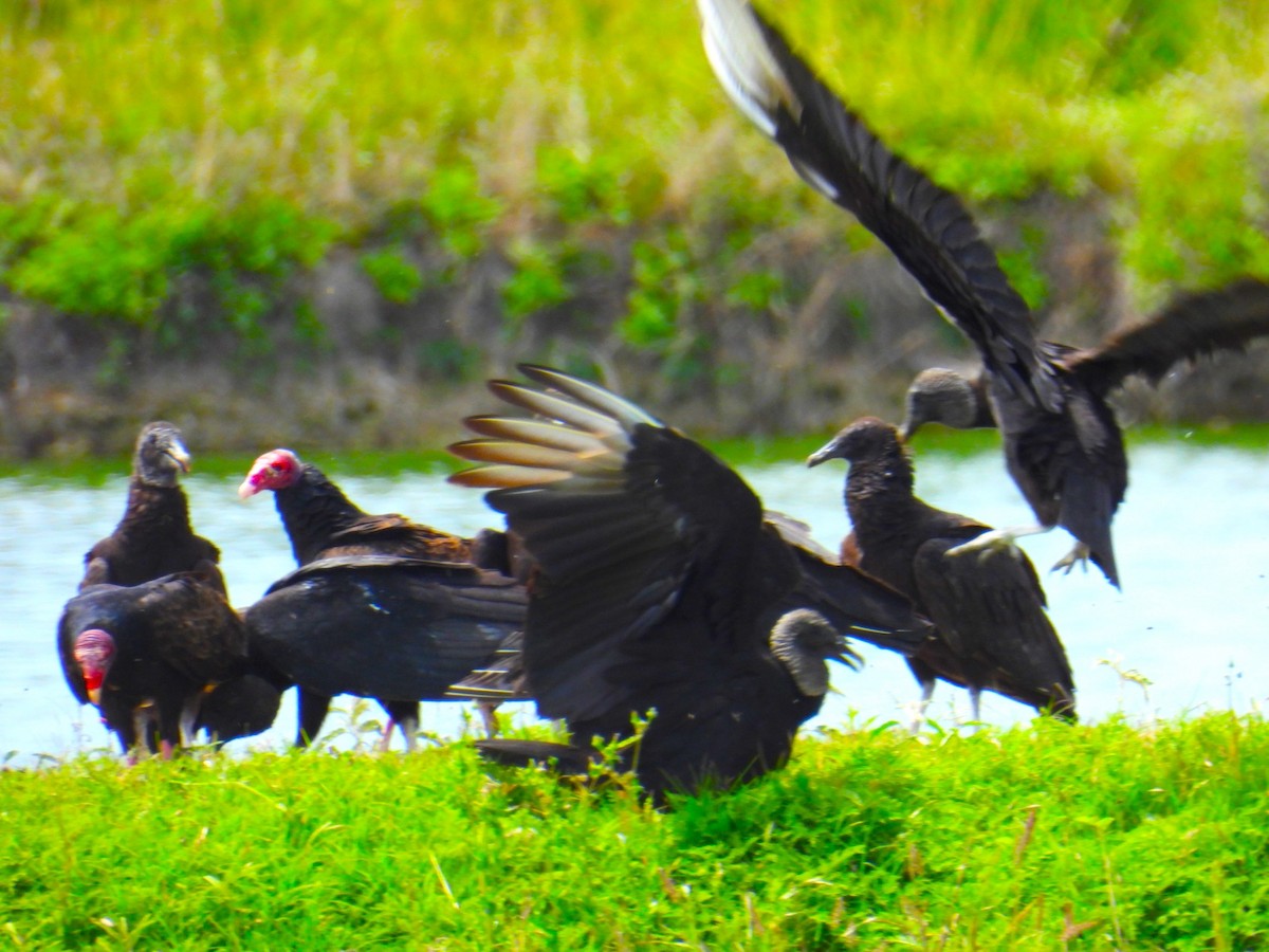 Black Vulture - Ellen Tipping
