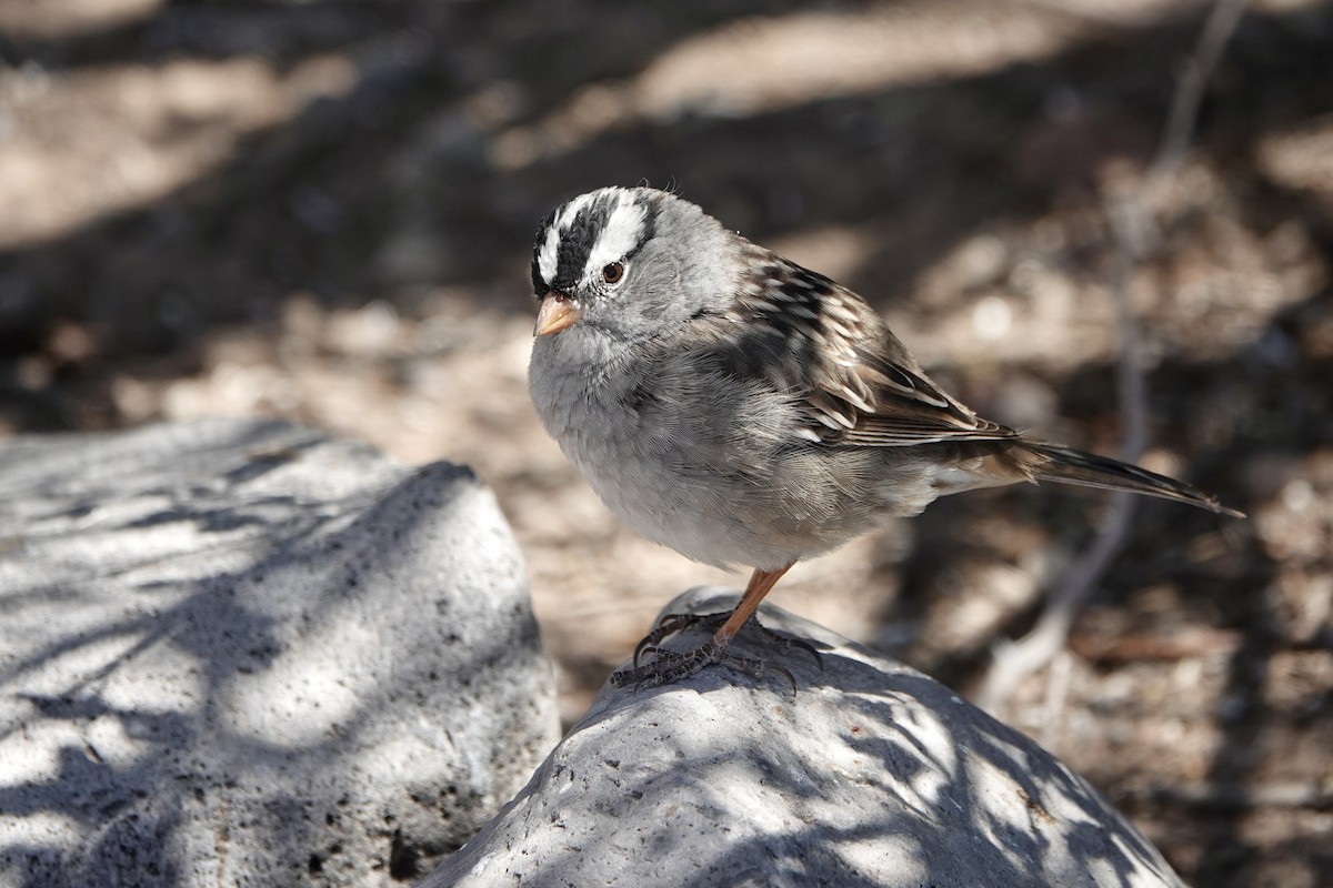 White-crowned Sparrow - Sara Griffith