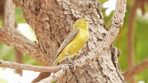 Pájaro Moscón Amarillo - ML617528867