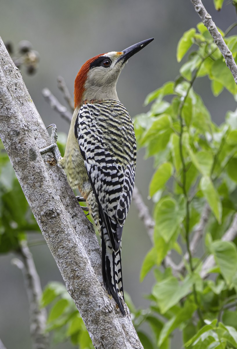 West Indian Woodpecker - Phil Riebel