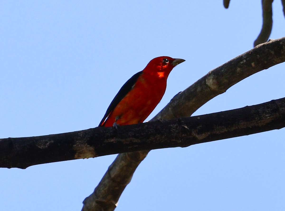 Scarlet Tanager - ML617528892