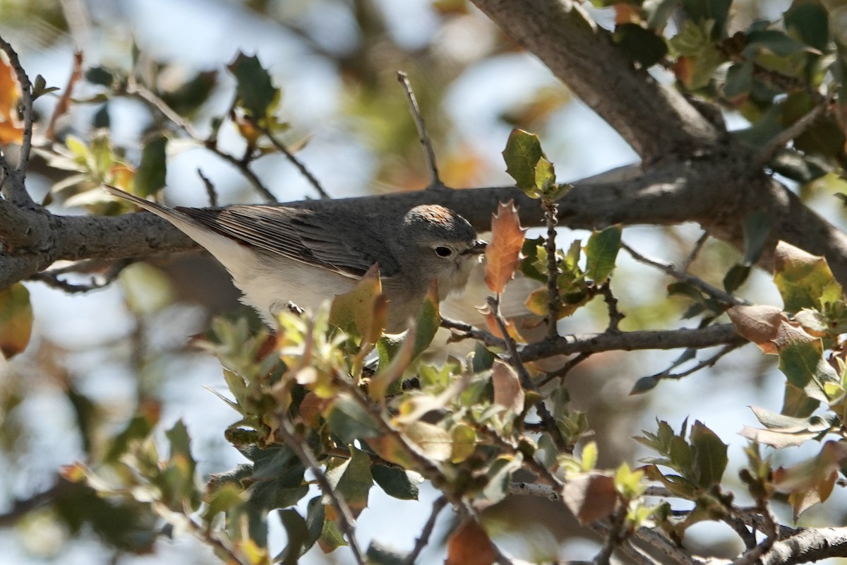 Lucy's Warbler - ML617528910